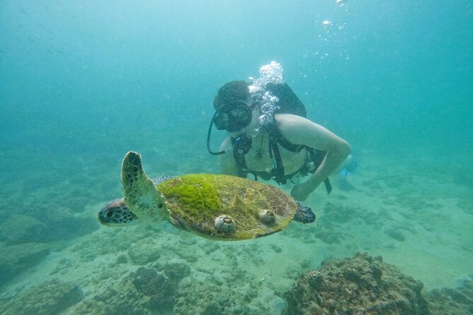 Try Scuba Diving & Snorkeling With BBQ Lunch & Transfer - BBQ Lunch and Transfer Details