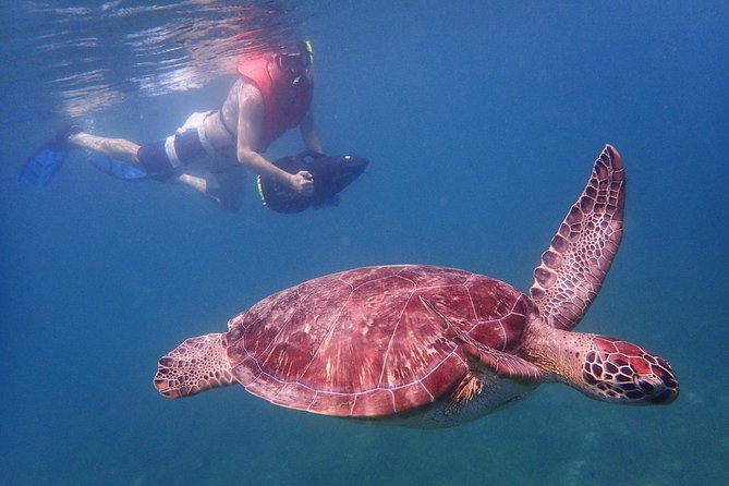 Turtle Beach Power Snorkeling Adventure - Cancellation Policy and Reviews