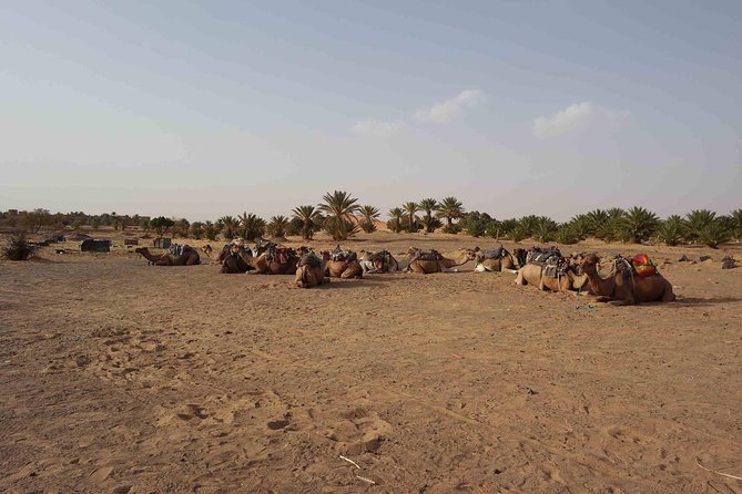 Two Days in the Zagora Desert, Drâa Valley From Marrakech - Tips and Recommendations