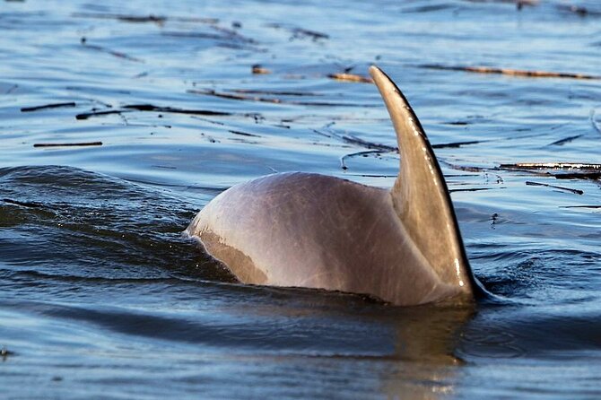 Two Hour Large Group Dolphin Tour - Cancellation Policy