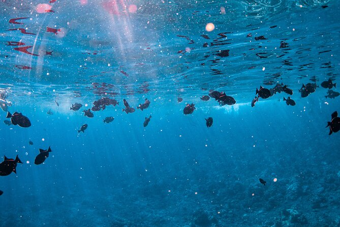 Two Stop Half-Day Snorkel Excursion in Maui - Weather-Related Cancellations and Alternatives