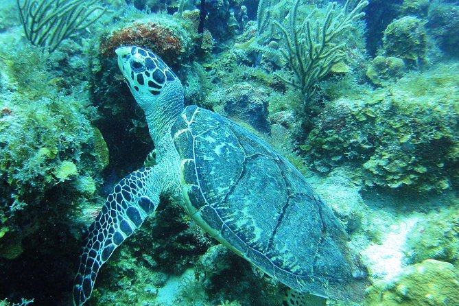 Two-Tank Dive for Certified Diving in St Thomas - Overview and Experience