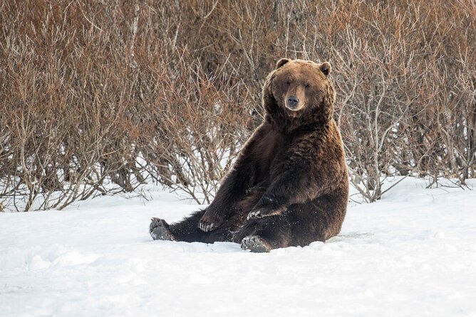 Ultimate Anchorage Winter Wildlife & Sunset Tour - Winter Weather Considerations