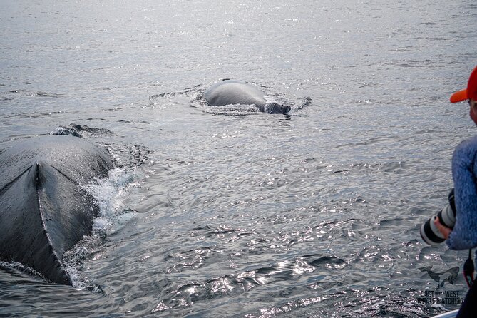 Ultimate Whale and Dolphin Watching in Newport Beach, 6 Person Maximum - Professional Guide and Transportation Included