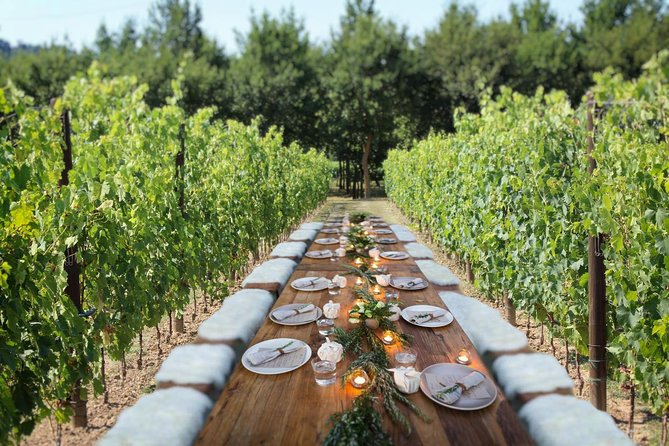 Unforgettable Lunch in the Vine Rows in Tuscany - Scenic Surroundings