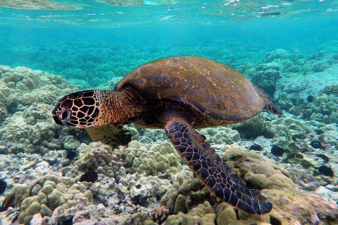 V.I.P Snorkeling & Fishing Tour ( Speed Boat ) Minimum 02 People - Speed Boat Features