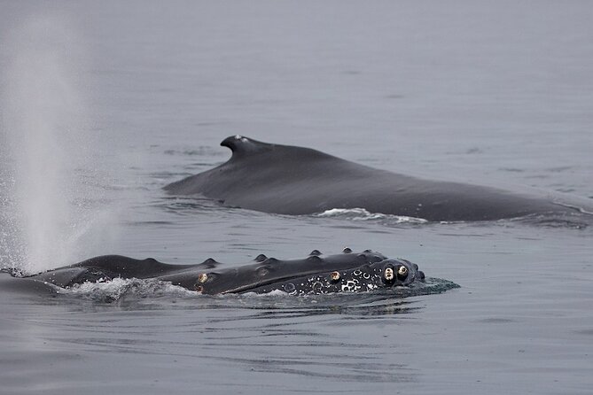 Victoria Shore Excursion: Whale-Watching Cruise With Expert Naturalist Guides - Perfect for the Whole Family