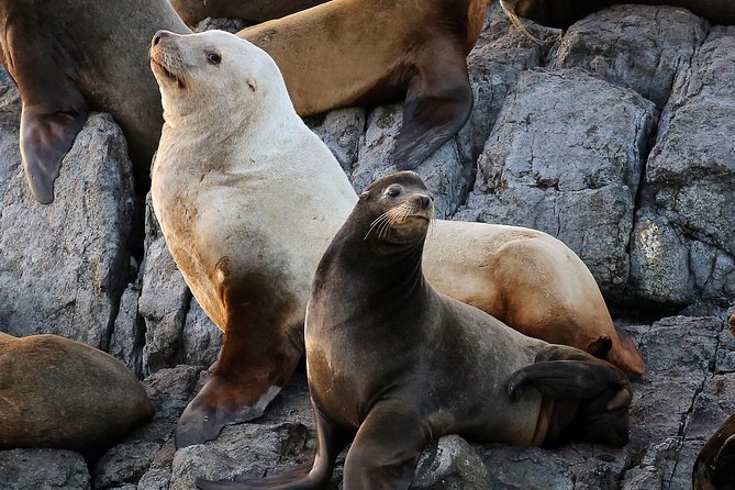 Victoria Whale and Wildlife Cruise - Additional Info