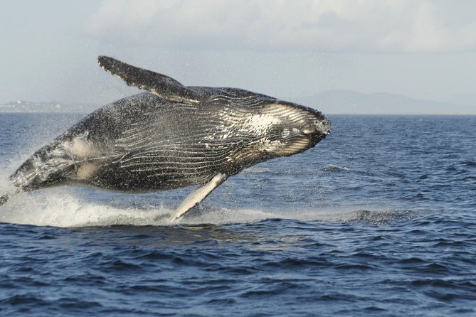 Victoria Whale Watch Tour - Booking and Cancellation Policy