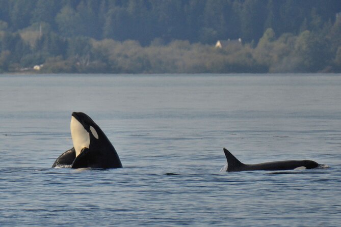 Victoria Whale Watching Tour on a Covered Vessel - Operator and Cancellation Policy