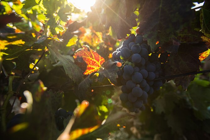 Vineyard Tour With Wine and Cheese Tasting in Fuerteventura - Additional Information