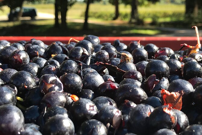 Vineyard Tour - Vineyards Unique Features and Attractions
