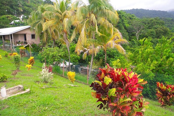VIP Inclusive Private Tour of Island (Lunch, Drinks Snorkeling) - Customer Reviews