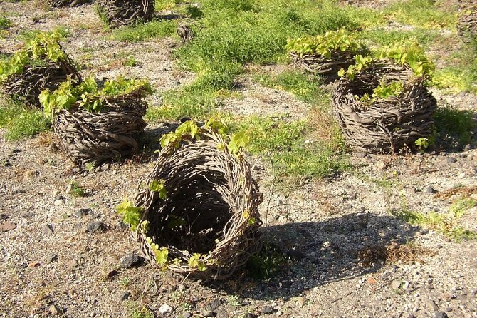 Visit to a Wine Museum and Wine Tasting in Santorini - Reviews and Overall Rating