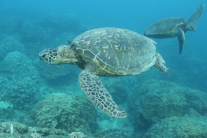 Waikiki Turtle Canyon Snorkel With Lunch and Hula Dancing - Accessibility and Transportation Options