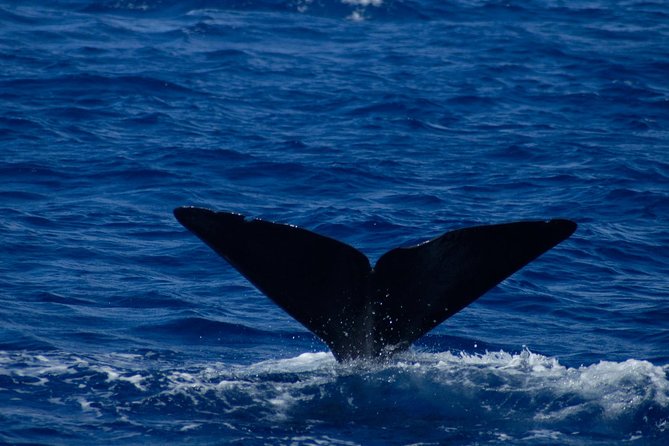 Waitukubuli Dolphin and Whale Watch in Dominica - Viator Help Center