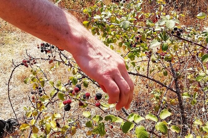 Walk on the Alentejo Cork Forest With Optional Lunch - What to Bring and Booking Information