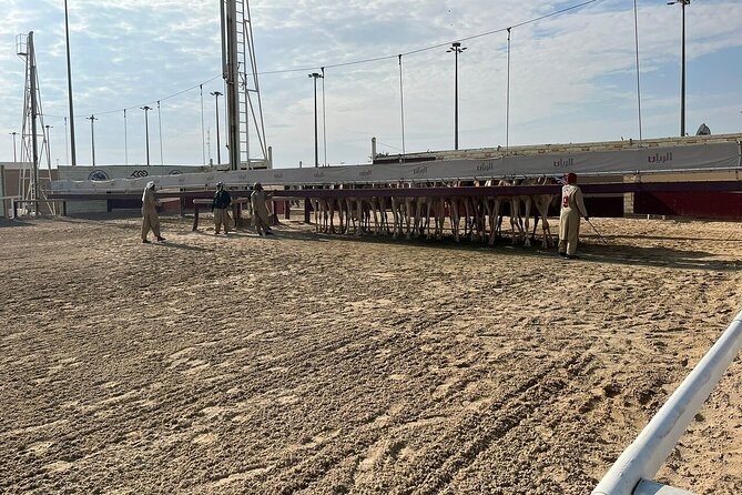 West Of Qatar, Mushroom Rocks, Camel Racing Track, Richard Serra - Tour Experience and Highlights