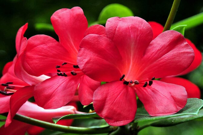 Whale and Dolphin Cruise Plus Furnas and Terra Nostra Trip  - Sao Miguel - Duration and Language Options