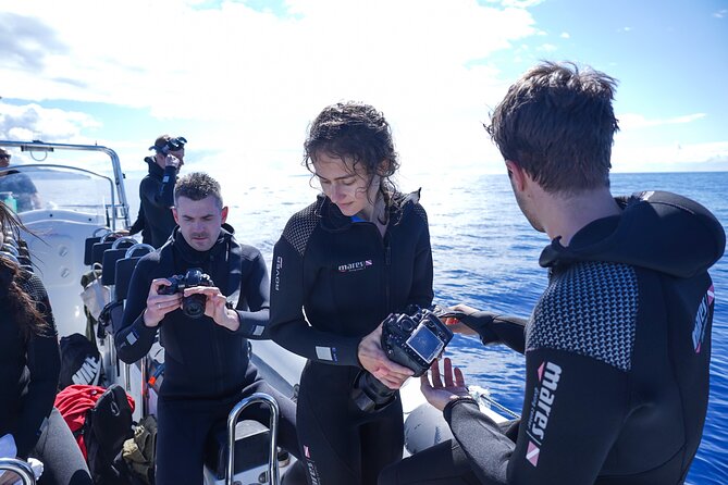 Whale and Dolphin Watching Tour - Funchal - Cancellation Policy