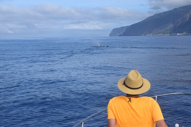 Whale and Dolphin Watching Tour in Madeira - Viator Information