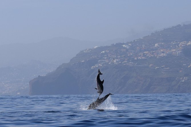 Whale, Dolphin and Turtles Watching - Cancellation Policy and Refunds