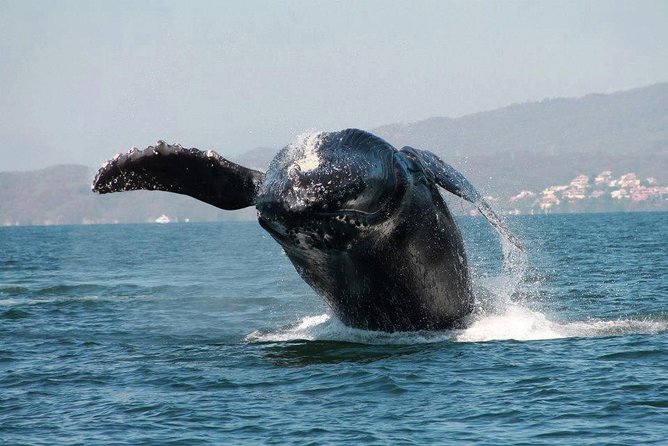 Whale & Dolphin Watching Cruise in Puerto Vallarta All Inclusive - Directions