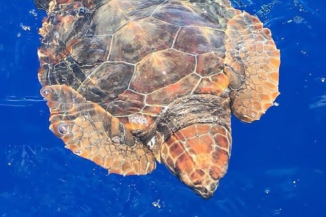 Whale & Dolphin Watching in Madeira - Tips for a Successful Trip