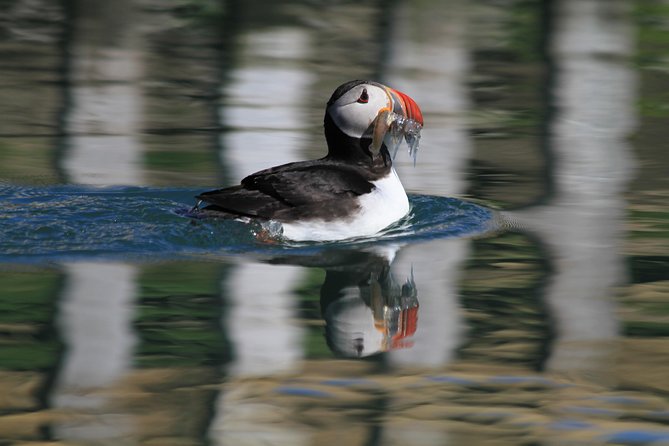 Whale Safari and Puffins RIB Boat Tour From Húsavík - Positive Experiences and Highlights