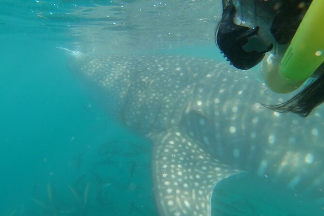 Whale Shark 3-Hours Tour in La Paz - Tour Information