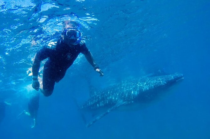 Whale Shark Encounter Swim Adventure With Local Marine Biologist! - Common Questions