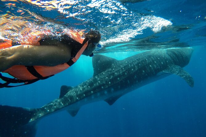 Whale Shark Tour From Holbox Island - Traveler Photos