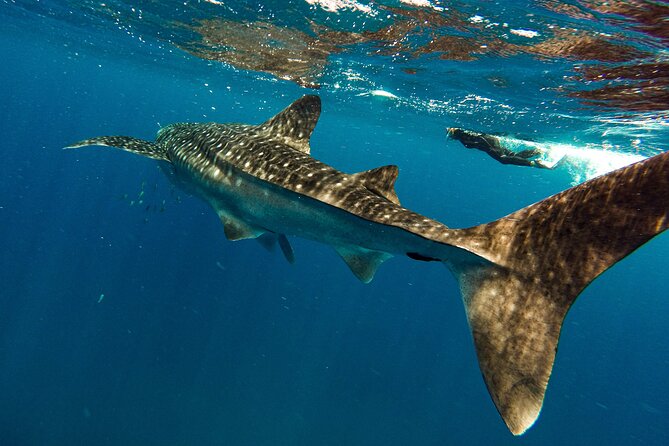 Whale Sharks Sea Lions Nature - Espiritu Santo Archipelago - Wildlife Conservation Efforts