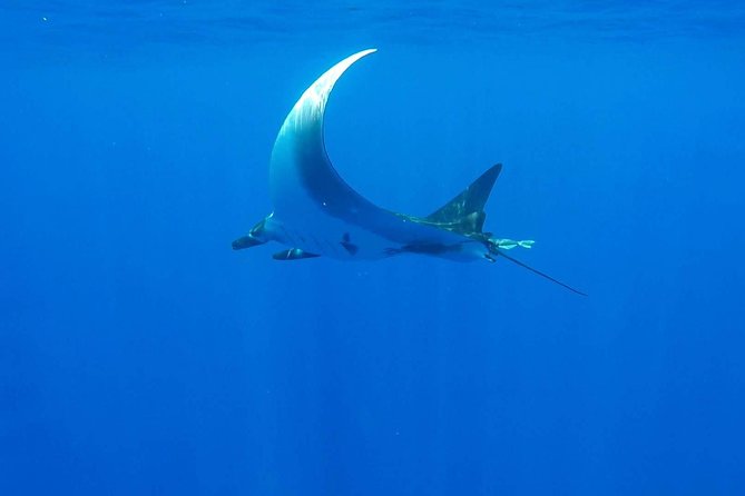 Whale Tour - Observe and Swim With Whales - Common Questions