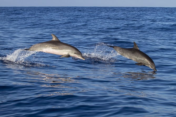 Whale Watching - Types of Whales You Can Spot