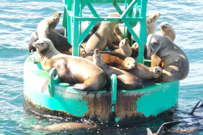 Whale Watching and Fishing Combination Excursions - Additional Information