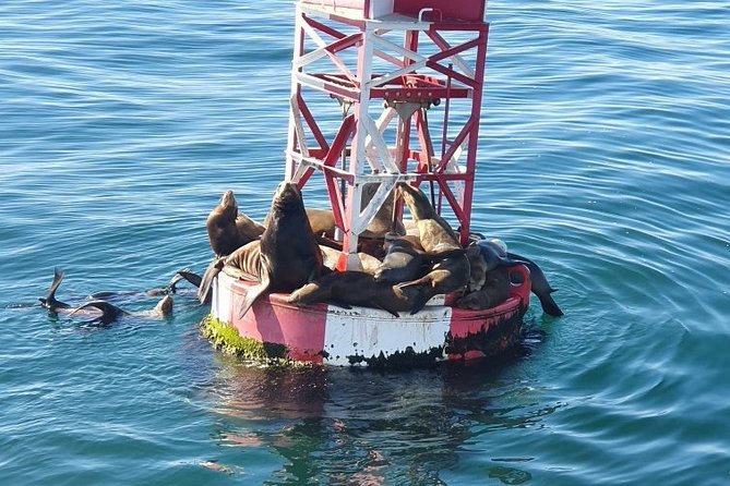 Whale-Watching and Orange County Beaches Tour From Anaheim - Common Questions