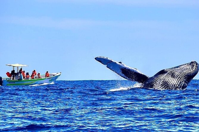 Whale Watching Boat Tour in Cabo San Lucas - Customer Experiences and Recommendations