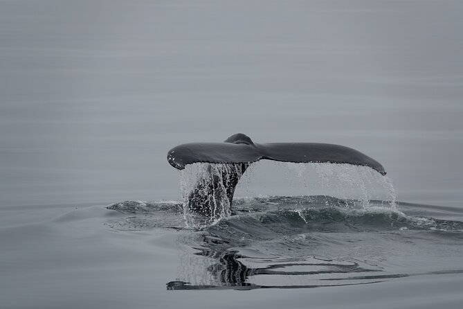Whale Watching by RIB Speedboat From Downtown Reykjavik - Questions and Booking Information
