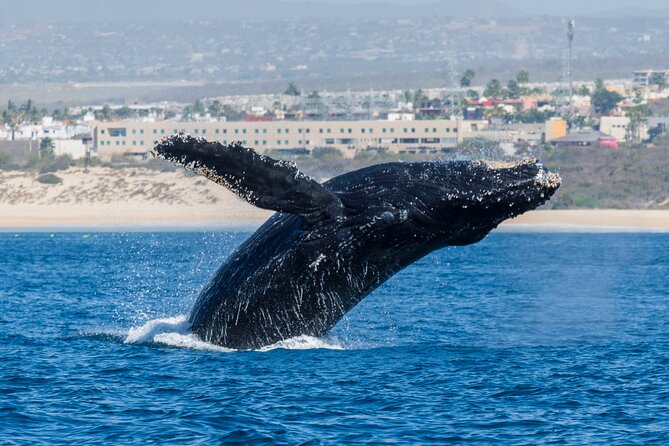 Whale Watching by Zodiac in Cabo San Lucas With Photos Included - Hassle-Free Booking and Assistance