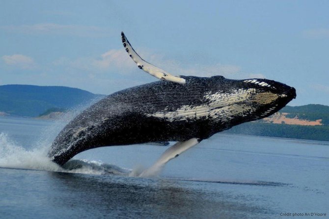 Whale Watching Cruise From Tadoussac or Baie-Ste-Catherine - Mixed Reviews on Cost and Duration