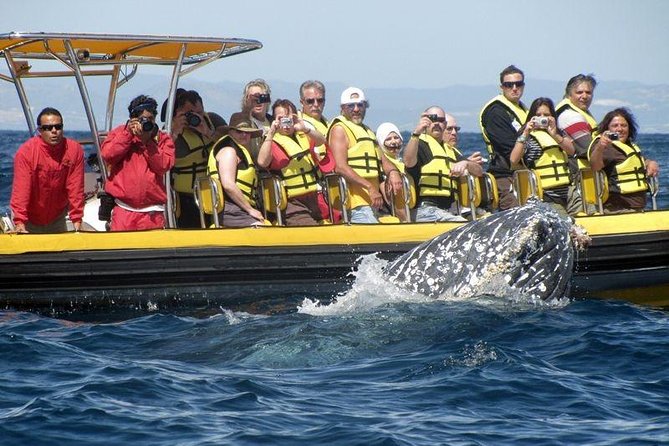 Whale Watching Cruise in Cabos San Lucas and Ground Transportation - Cancellation Policy
