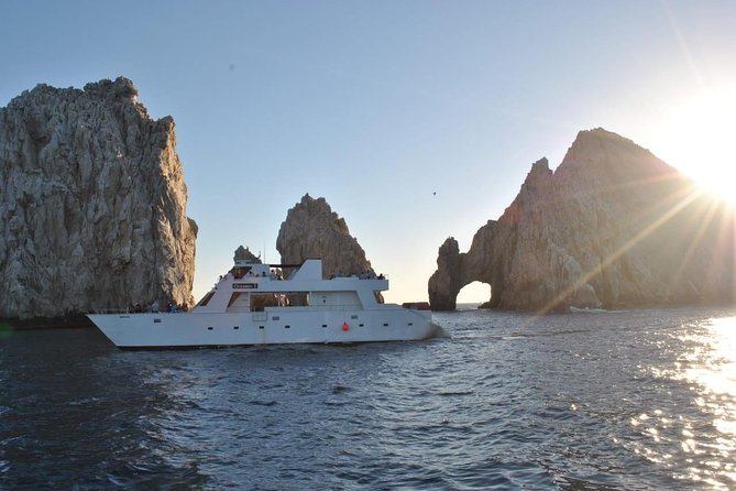 Whale Watching Cruise in Los Cabos - Whale Species Observed