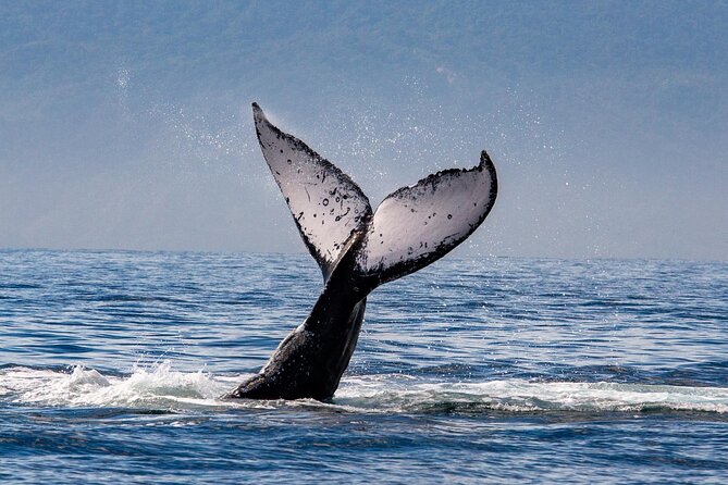 Whale Watching Cruise In Puerto Vallarta & Nuevo Vallarta - Best Time for Whale Watching and Conservation Efforts