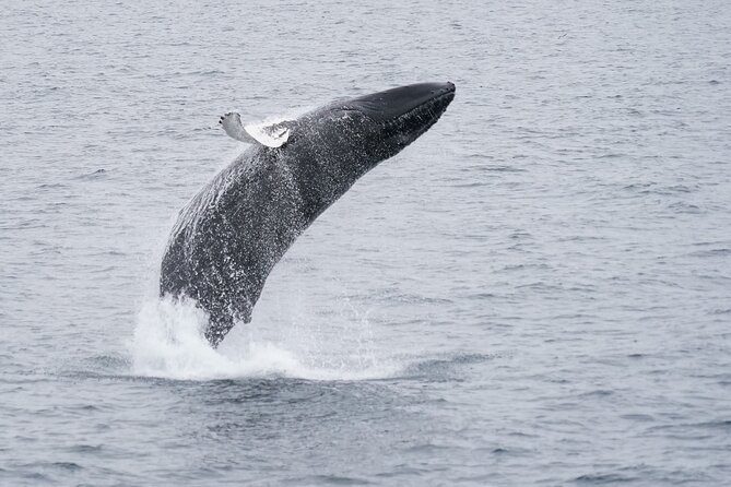Whale Watching Cruise on a Yacht in Reykjavik - End Point and Cancellation Policy