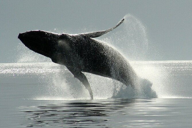 Whale-Watching Cruise With Expert Naturalists - Cruise Duration and Amenities