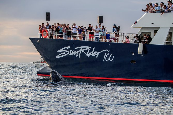 Whale Watching Dinner Cruise in Cabo San Lucas - Viator Help Center