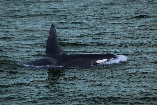 Whale Watching & Dolphin Yacht Cruise - Cancellation Policy