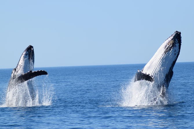 Whale Watching Dunsborough - Inclusions and Services Provided