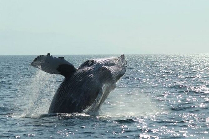 Whale Watching Expedition - Expectations and Requirements